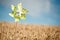 Pinwheel in a field