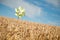 Pinwheel in a field