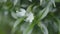 Pinwheel flower closeup, Tabernaemontana divaricata 4k