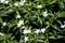 Pinwheel flower, crape jasmine, Tabernaemontana divaricata