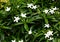Pinwheel flower, crape jasmine, Tabernaemontana divaricata