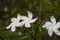 Pinwheel Flower - Crepe Jasmine