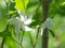 Pinwheel Jasmine, Crape jasmine, white little flowers with green leaves.Scientific name: Tabernaemontana divaricata