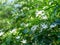 Pinwheel Jasmine, Crepe jasmine, Crape jasmine, white little flowers with green leaves.Scientific name: Tabernaemontana divaricata