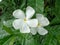 Pinwheel Jasmine is a fragrant semi tropical evergreen shrub