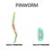 Pinworms structure of an adult. The structure of the pinworm egg. Set. Infographics. Vector illustration on isolated background.