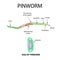 Pinworms structure of an adult. The structure of the pinworm egg. Set. Infographics. Vector illustration on isolated background.