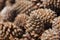 Pinyon Cone with Pine Nuts