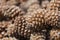 Pinyon Cone with Pine Nuts