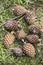 Pinyon Cone with Pine Nuts