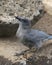 Pinyon Jay gymnorhinus cyanocephalus