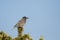 Pinyon Jay, Gymnorhinus cyanocephalus