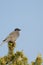 Pinyon Jay, Gymnorhinus cyanocephalus