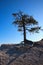 Pinyon Pine Tree Bryce Canyon National Park Utah