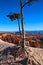 Pinyon Pine Tree Bryce Canyon National Park Utah