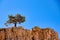 Pinyon Pine Tree Bryce Canyon National Park Utah