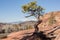 Pinyon tree in slickrock country