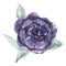 Pion lover. Botanical pion bud. Vintage Lilac art watercolor wedding blossom anemones .