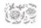 pion piones line art style png image illustration vector leaves black lines details nature flower flowers bouquet