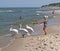 PIONEER, RUSSIA. The little girl gives a hand to swans on the bank of the Baltic Sea