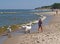 PIONEER, RUSSIA. The little girl goes with swans on the coast of the Baltic Sea