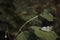 Pioneer White Butterfly belenois aurota Sitting On A Large Leaf