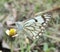 The pioneer white butterfly sitting on weeds, caper white butterfly, Indian butterflies