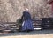 Pioneer woman feeding sheep by a split rail fence