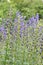 Piosonous plant Aconitum blue Monkshood