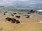 Pipa Beach and Baia dos Golfinhos - Beach of Natal, Rio Grande do Norte, northeastern coast of Brazil