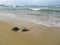 Pipa Beach and Baia dos Golfinhos - Beach of Natal, Rio Grande do Norte, northeastern coast of Brazil