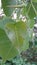 Pipal leaf beautiful image leaf  image Indian nature image