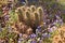Pipe Cactus Blue Flowers Desert Garden Phoenix
