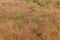 Pipe grass Molinia caerulea