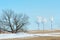 pipe plant. Field with the last snow. lonely autumn tree. solitary spring tree