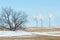 pipe plant. Field with the last snow. lonely autumn tree. solitary spring tree