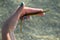 Pipefish in hands, summer, the Black Sea