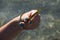 Pipefish in hands, summer, the Black Sea