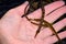 Pipefish lying in hands, summer, the Black Sea