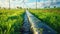 Pipeline in a lush field with wind turbines in the background.