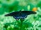 Pipeline Swallowtail
