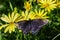 Pipeline Swallowtail butterfly, wings spread, on yellow flower.
