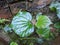 Piper lolot plant or piper sarmentosum with on brick background in a home garden. Wild betel. Daun kaduk. Heart-shaped green leaf.