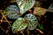 Piper ornatum leaf, Celebes pepper grow leave, Sirih Merah, Red Betel