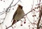 The Piper perched on a branch of berries.