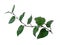 Piper retrofractum leaves or java chili leaf on white background.
