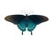 pipevine pipe vine or blue swallowtail butterfly - Battus philenor - black with iridescent blue hindwings isolated on white