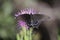 Pipevine Swallowtail (Battus philenor) Butterfly