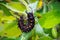 Pipevine swallowtail Battus philenor caterpillar