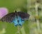 PIPEVINE SWALLOWTAIL, BLUE SWALLOWTAIL,.Battus philenor, in Arizona Desert